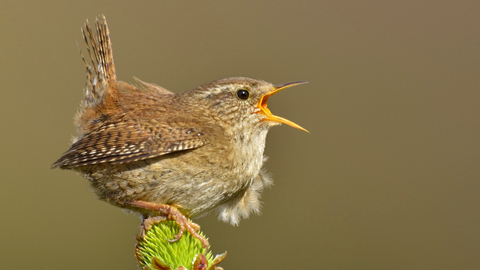 Wren sitting on twig singing
