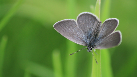 A small blue butterfly rests on a grass stem, it's open wings are almost black, with a sprinking of shining blue