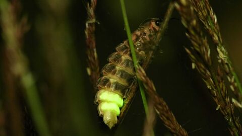 glow worm