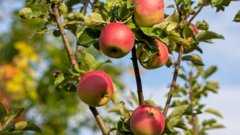 Red apples growing on a tree