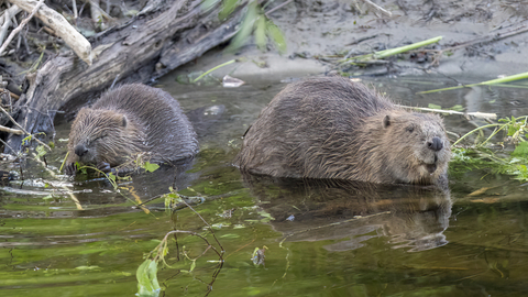 Two beavers at the waters edge feeding
