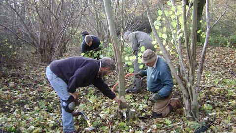 coppicing