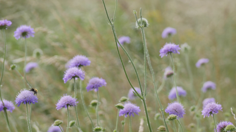 Scabious Fleam Dyke Nik Shelton