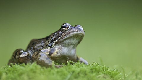 Common frog on moss
