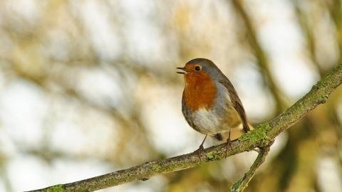 Robin singing by Chris Maguire