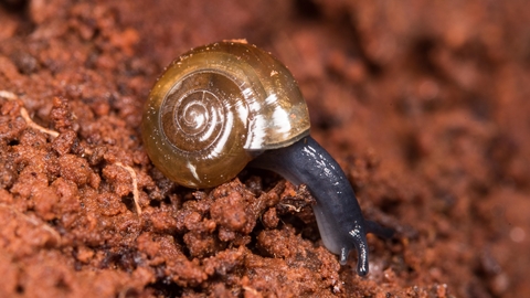 Glass snail