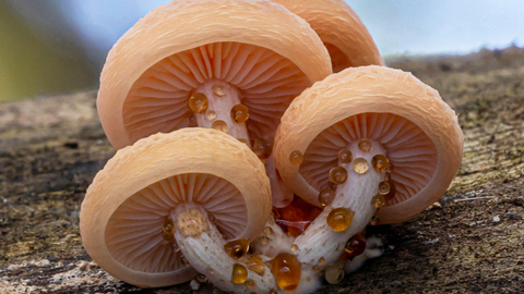 A cluster of pinky-peach coloured mushrooms with liquid leeching from their stems, grow from a piece of wood