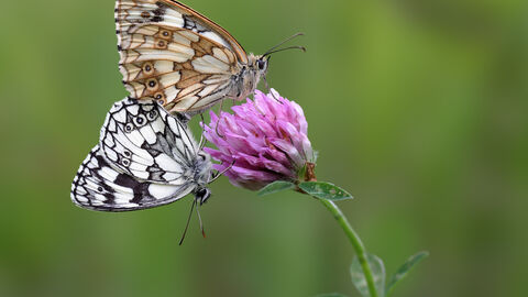 Marbled White Butterflies, two together perched on a pink flower, close up