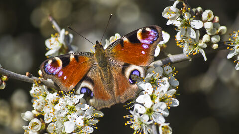 Peacock butterfly, close up, on spring blossom