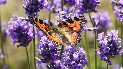A close up tortoiseshell butterfly, perched on lavender, basking in the sunlight
