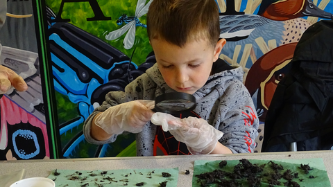 Young boy wearing plastic gloves and holding a magnifying glass looks at bones extracted from an owl pellet. The pieces are spread on green paper towels on a table.