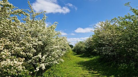 A pathway through the scrub at Strawberry hill, lined on both sides by full bushes, and highlighted by a blue, sunny sky