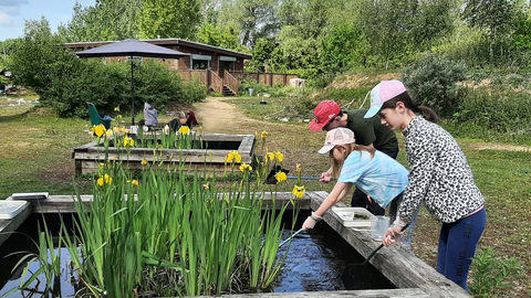 Young people pond dipping in raised ponds with yellow irises in flower in the ponds