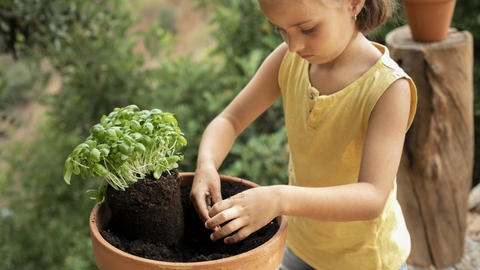 Child planting herbs in pot