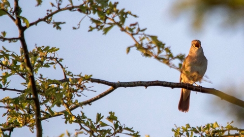 A nightingale, highlighted by golden hues of a sunrise, with it's beak wide open, singing