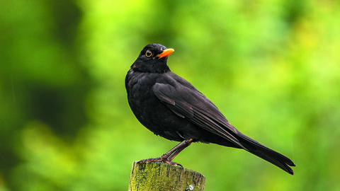 Male blackbird perched on a fence post against a blurred green background
