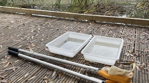 Pond dipping platform and nets