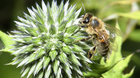 Flower and bee
