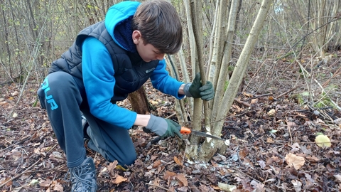 Youth Ranger coppicing in Hardwick Wood