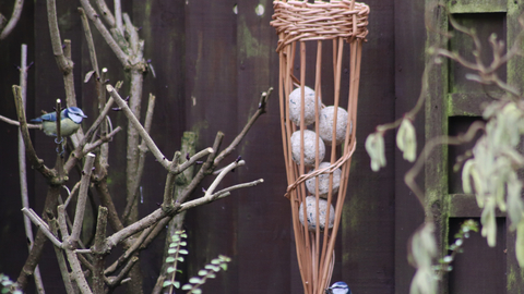 willow bird feeder with blue tits