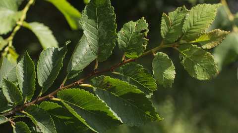 elm