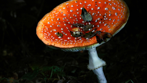 An upturned fly agaric mushroom, its red tinged with orange, against a dark background