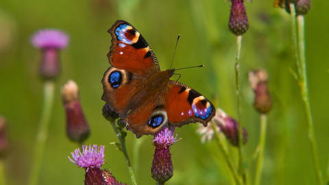 peacock butterfly
