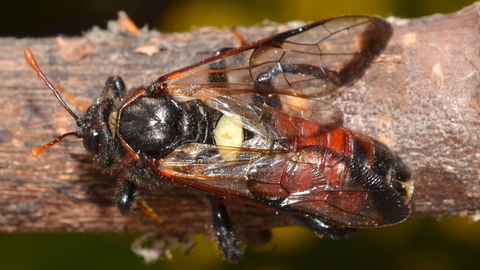 sawfly