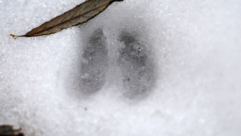 Deer hoof print in snow
