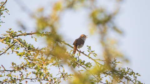 Nightingale