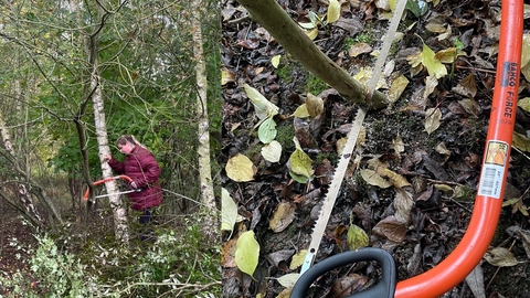 Bosaw and someone cutting a tree