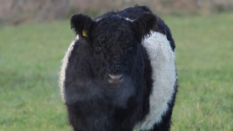 Belted Galloway - Paul Wyer
