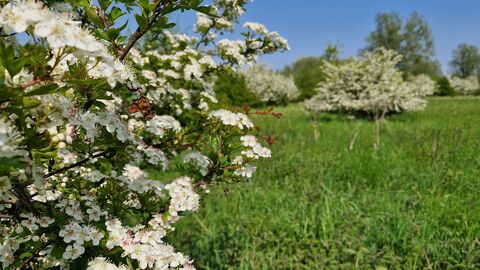 Hawthorn blossom
