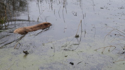 Beaver swimming in delta pit at the Nene Wetlands