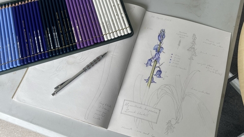 Sketchbook with drawing of bluebells and pencils