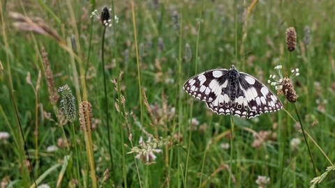 Marbled white butterfly at Bradgers Hill by Rebecca Neal