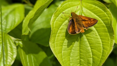 Large skipper butterfly on dogwood by Rebecca Neal