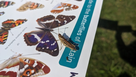 grasshopper on a butterfly guide by Rebecca Neal