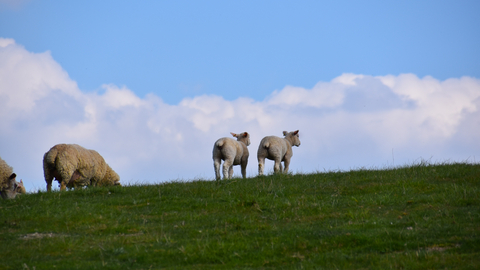 sheep at pegsdon