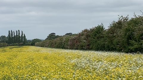 Wildflower Meadow, Wood End Farm, Cople