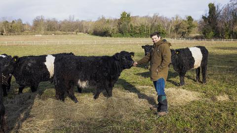 Belted Galloway cattle with farmer Ed (The Wandering Herd)