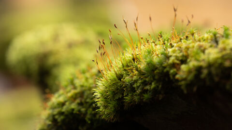 Mossy carpet on wall - Coed Crafnant