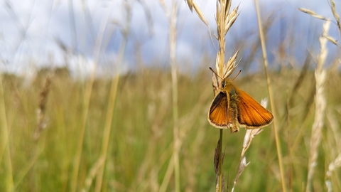 Skipper butterfly at Trumpington meadows Nature Reserve by Rebecca Neal