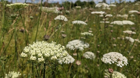 Wild carrot on Cambourne NR by Rebecca Neal
