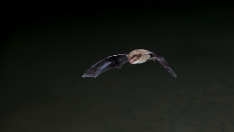 Daubenton bat in flight