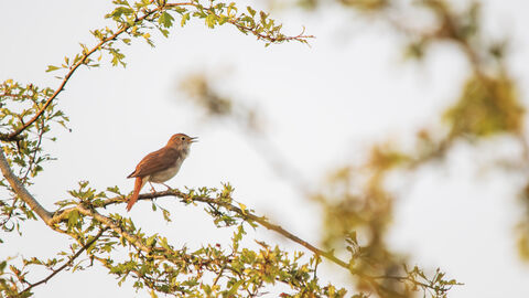 A nightingale, perched on branches in early morning sunlight, singing