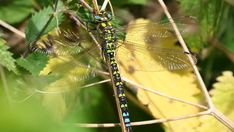Southern Hawker