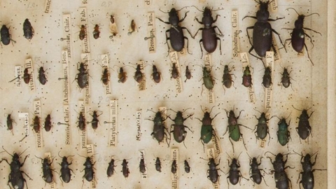 Museum display of beetles