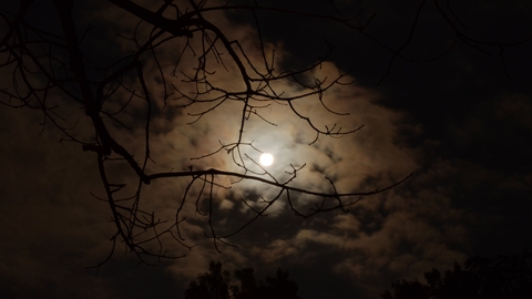 Silhouette of tree branch under white cloudy skies during night time from pexels.com