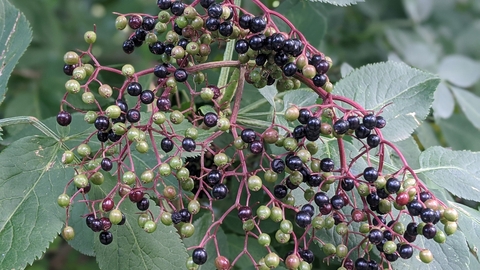 elderberries